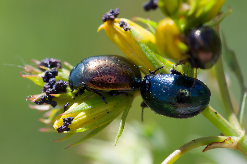 35 Chrysolina hyperici.jpg